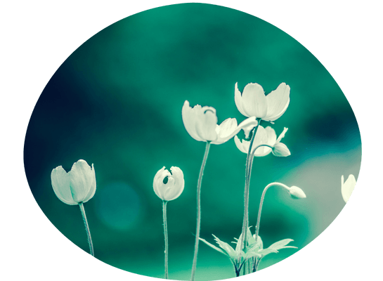 Das Bild zeigt ein paar weiße Blumen vor einem dunkelgrünen Hintergrund.