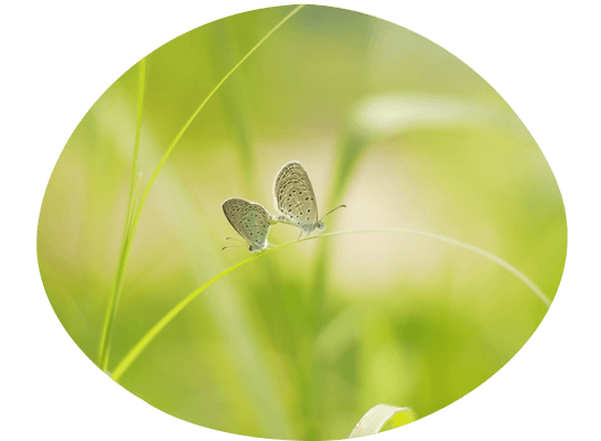 Das Bild zeigt zwei Schmetterlinge, die auf einem Grashalm sitzen.