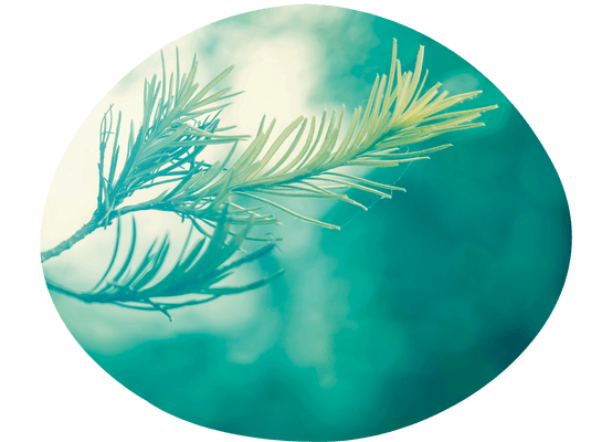 Das Bild zeigt drei kleine Äste eines Nadelbaums in Dunkelgrün.