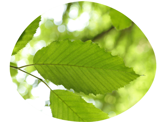 Das Bild zeigt ein hellgrünes Blatt am Baum.